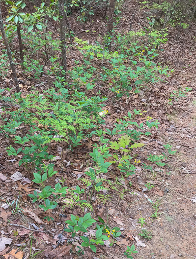 image of Thermopsis mollis, Appalachian Golden-banner, Allegheny Mountain Golden-banner, Bush Pea