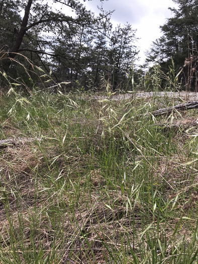 image of Danthonia epilis, Bog Oatgrass