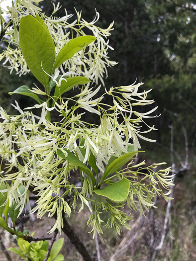 image of Chionanthus virginicus, Fringetree, Grancy Graybeard, Old Man's Beard, Grandsir-graybeard