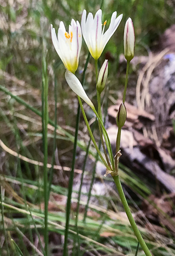 image of Nothoscordum bivalve, False Garlic, Grace Garlic