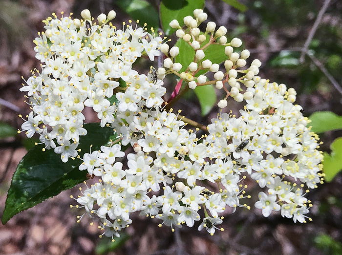 image of Viburnum rufidulum, Rusty Blackhaw, Blue Haw, Southern Blackhaw, Rusty Haw