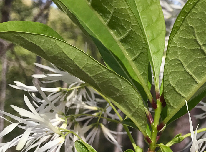 image of Chionanthus virginicus, Fringetree, Grancy Graybeard, Old Man's Beard, Grandsir-graybeard