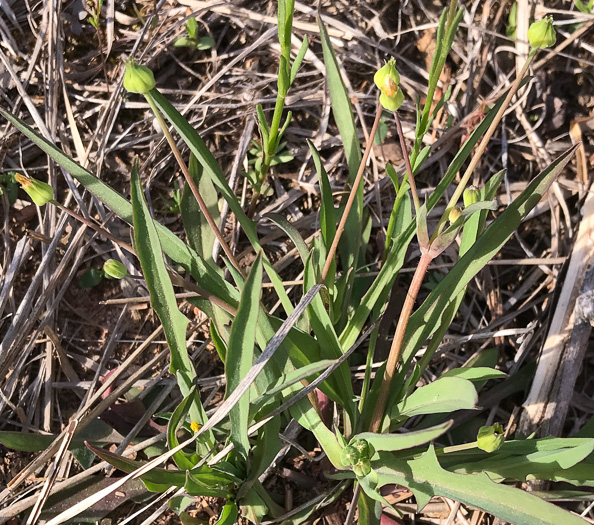 image of Krigia cespitosa, Opposite-leaf Dwarf-dandelion