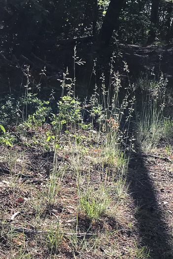 image of Danthonia sericea, Silky Oatgrass, Downy Oatgrass, Downy Danthonia