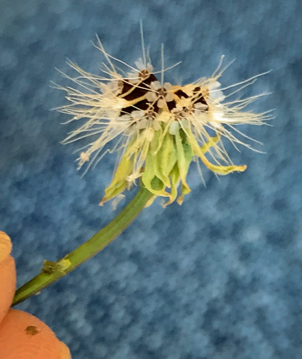 image of Krigia virginica, Virginia Dwarf-dandelion