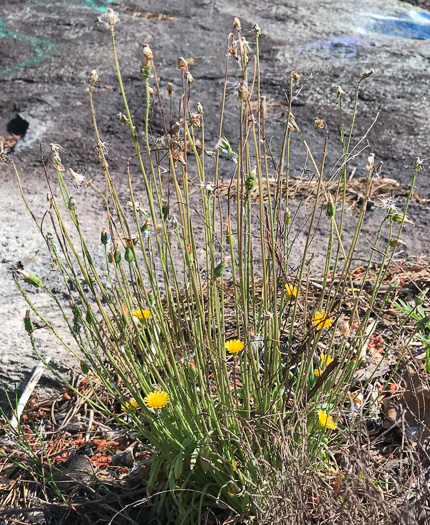 image of Krigia virginica, Virginia Dwarf-dandelion