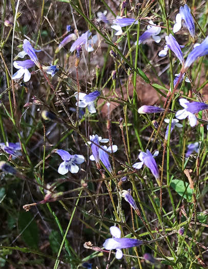 image of Lindernia monticola, Flatrock Pimpernel, Riverbank Pimpernel, False Pimpernel, Piedmont Pimpernel