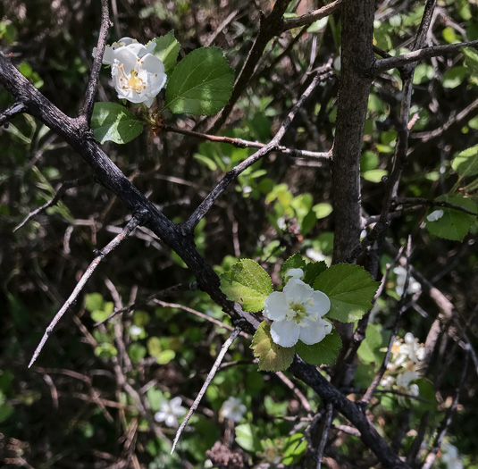 image of Crataegus aprica, Sunny Hawthorn