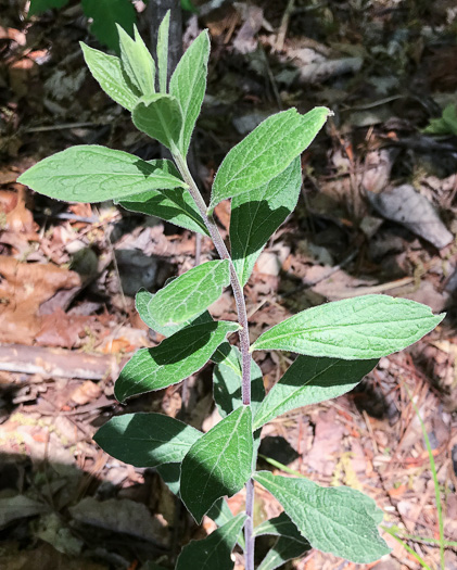 image of Solidago petiolaris var. petiolaris, Downy Ragged Goldenrod, Downy Goldenrod