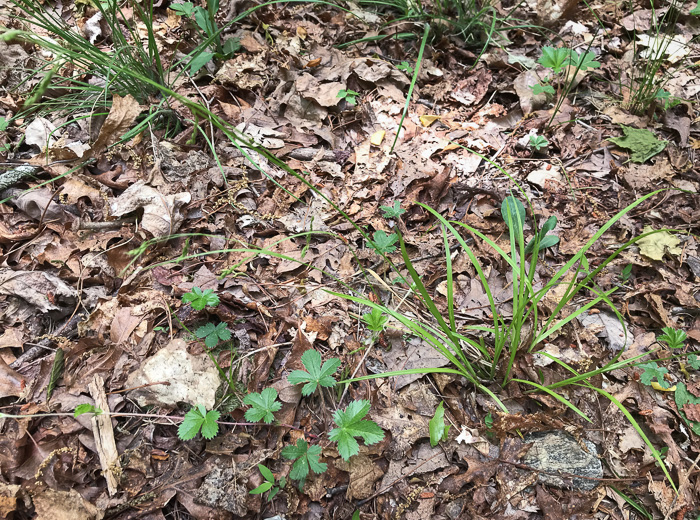 image of Carex debilis, White-edge Sedge, Weak Sedge