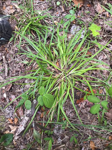 image of Carex cumberlandensis, Cumberland Sedge