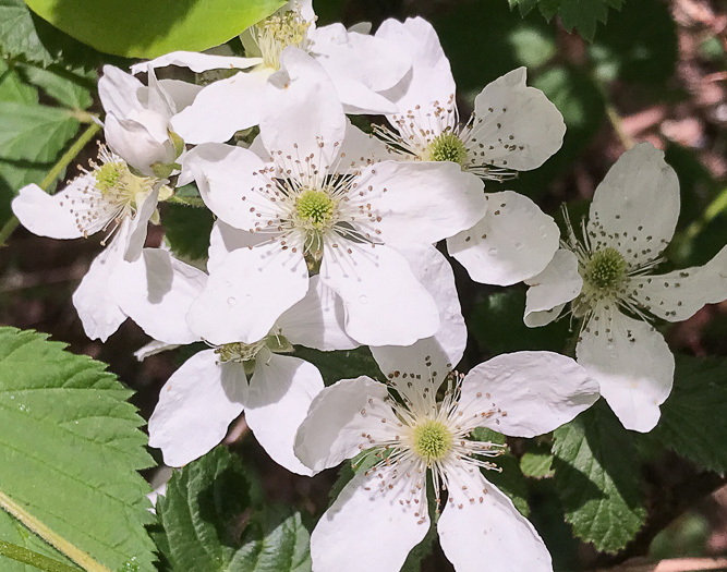 image of Rubus pensilvanicus, Pennsylvania Blackberry, Highbush Blackberry, Eastern Blackberry, Southern Blackberry