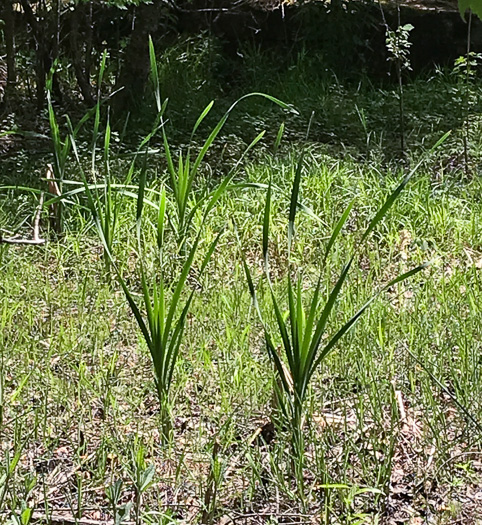 image of Typha latifolia, Common Cattail, Broadleaf Cattail