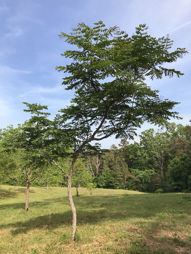 image of Gymnocladus dioicus, Kentucky Coffeetree, Kentucky Mahogany