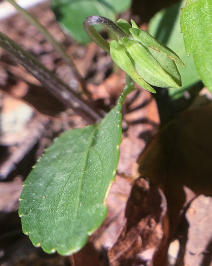 image of Viola sagittata, Arrowleaf Violet, Arrowhead Violet