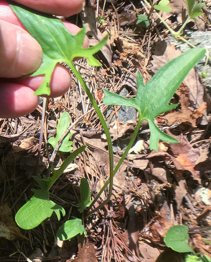 image of Viola emarginata var. 5, Sword-leaved Violet