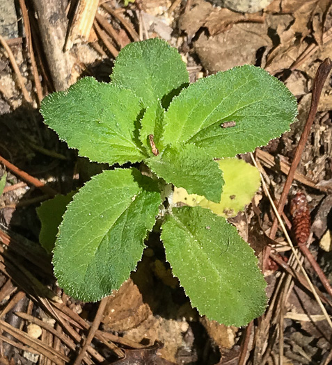 image of Lobelia inflata, Indian-tobacco, Pukeweed