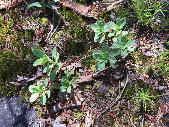 image of Hylotelephium telephioides, Allegheny Live-forever, Cliff Orpine, Allegheny Stonecrop