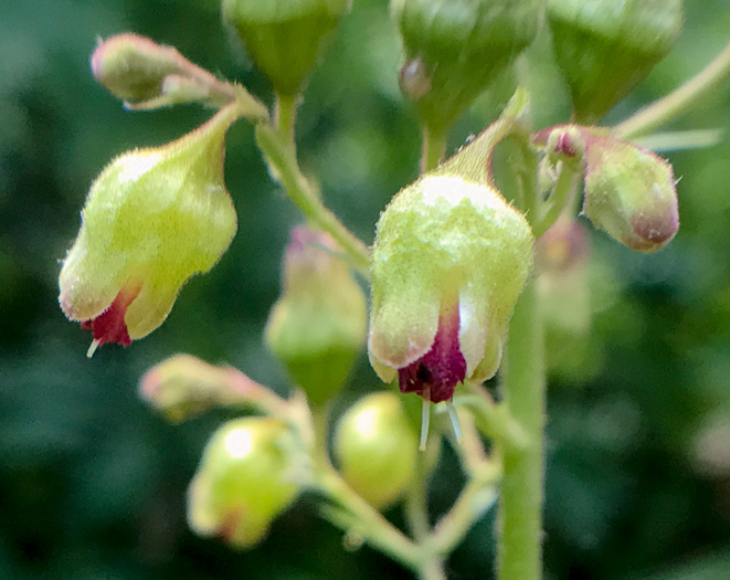 Heuchera pubescens, Marbled Alumroot, Downy Alumroot