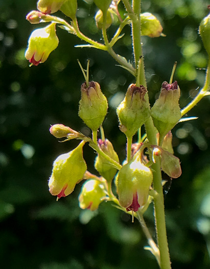 image of Heuchera pubescens, Marbled Alumroot, Downy Alumroot