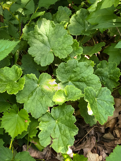 Heuchera pubescens, Marbled Alumroot, Downy Alumroot