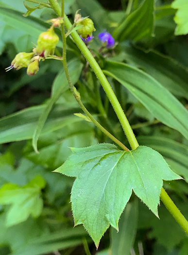 Heuchera pubescens, Marbled Alumroot, Downy Alumroot