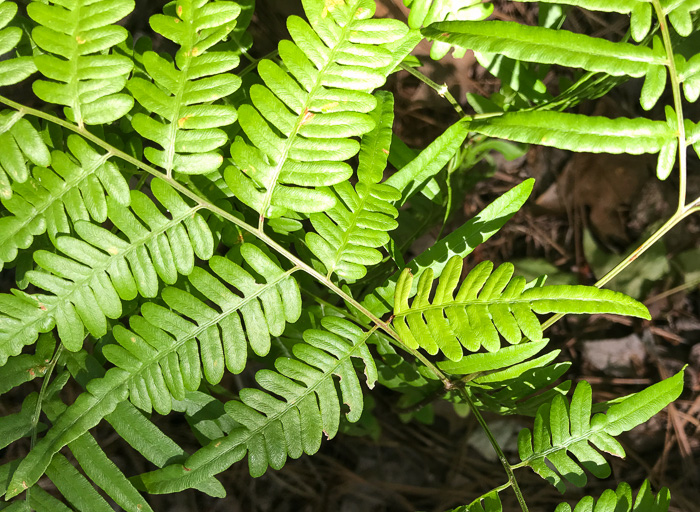 image of Pteridium pseudocaudatum, Southern Bracken