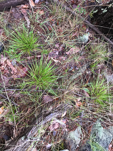 image of Dichanthelium depauperatum, Starved Witchgrass