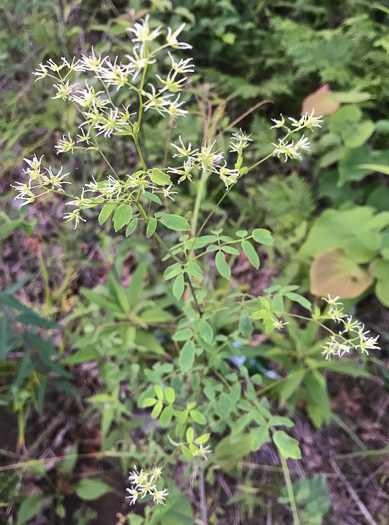 image of Thalictrum amphibolum, Skunk Meadowrue, Waxy Meadowrue