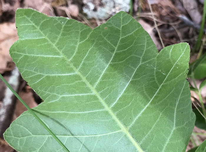 Toxicodendron pubescens, Poison Oak, Southeastern Poison Oak