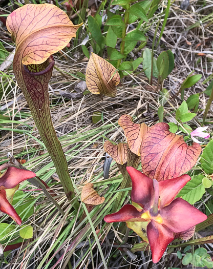 image of Sarracenia jonesii, Mountain Sweet Pitcherplant