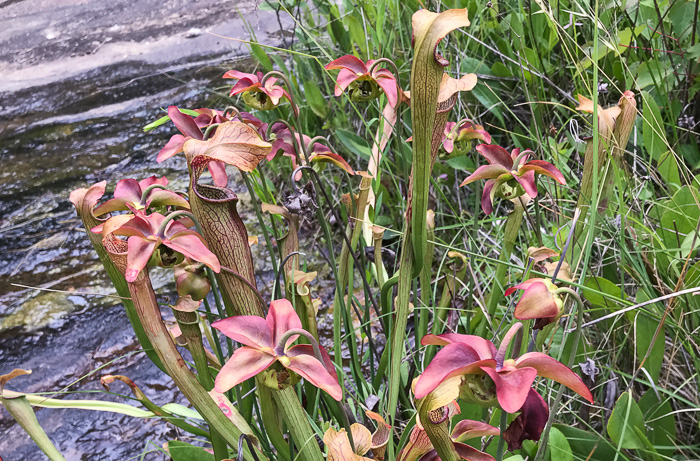 image of Sarracenia jonesii, Mountain Sweet Pitcherplant