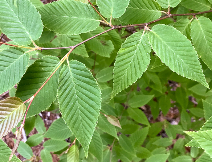 image of Betula lenta var. lenta, Sweet Birch, Cherry Birch, Black Birch, "Mahogany"