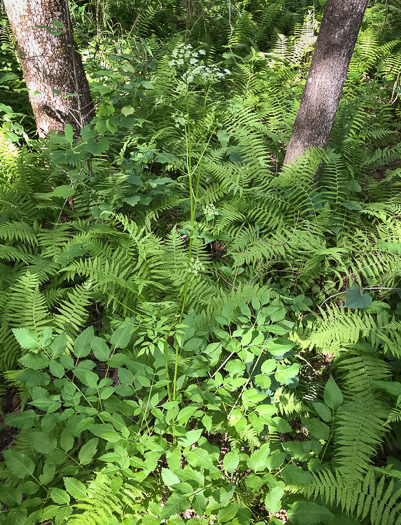 image of Ligusticum canadense, American Lovage