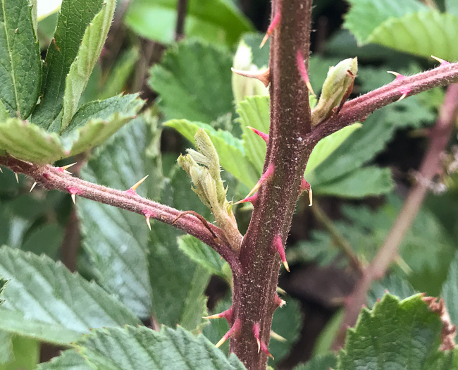 image of Rubus pascuus, Chesapeake Blackberry, Topsy Blackberry