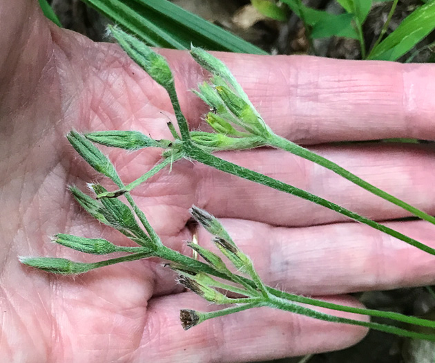image of Hypoxis hirsuta, Yellow Stargrass, Hairy Yellow Stargrass, Common Stargrass, Upland Stargrass
