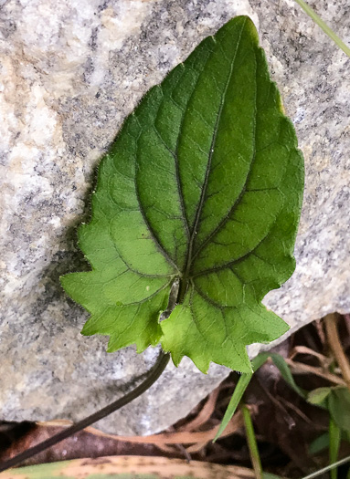 image of Viola sagittata, Arrowleaf Violet, Arrowhead Violet