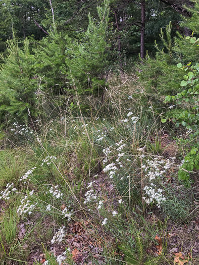 image of Sericocarpus linifolius, Narrowleaf Whitetop Aster, Slender Whitetop Aster