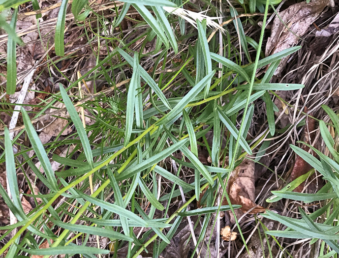 image of Sericocarpus linifolius, Narrowleaf Whitetop Aster, Slender Whitetop Aster