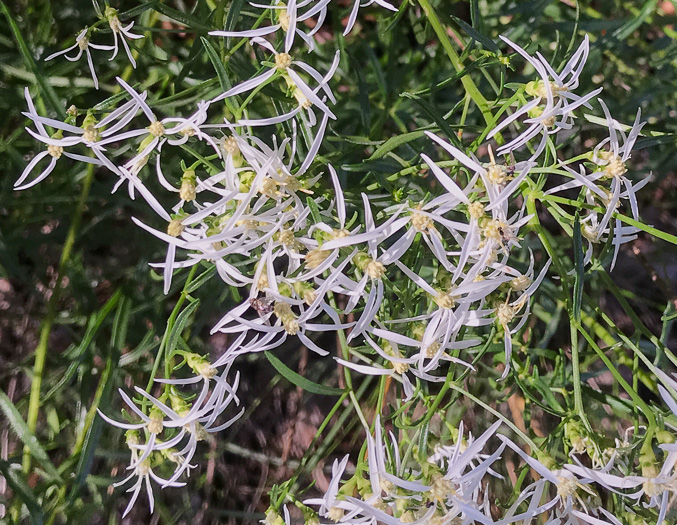 image of Sericocarpus linifolius, Narrowleaf Whitetop Aster, Slender Whitetop Aster