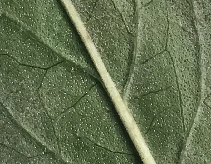 image of Pycnanthemum beadlei, Beadle's Mountain-mint