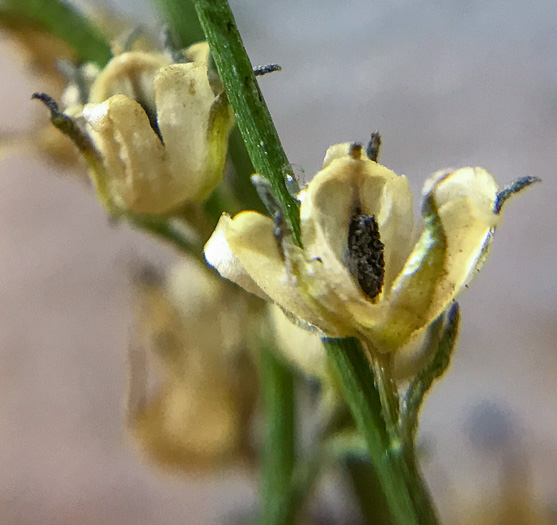 image of Linaria canadensis, Oldfield Toadflax, Common Toadflax, Canada Toadflax