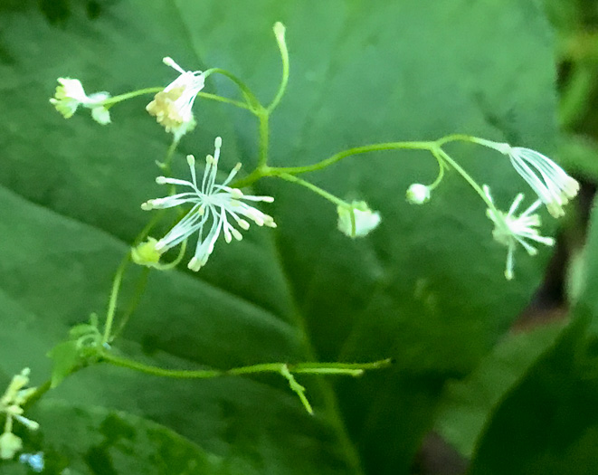 image of Thalictrum macrostylum, Small-leaved Meadowrue, Small-flowered Meadowrue