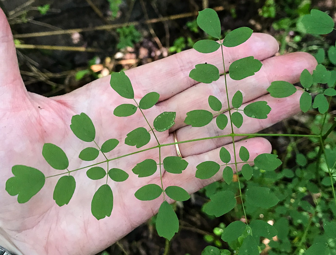 Thalictrum macrostylum, Small-leaved Meadowrue, Small-flowered Meadowrue