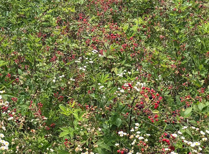 image of Rubus pensilvanicus, Pennsylvania Blackberry, Highbush Blackberry, Eastern Blackberry, Southern Blackberry