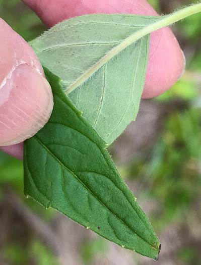 image of Pycnanthemum pycnanthemoides var. pycnanthemoides, Woodland Mountain-mint, Southern Mountain-mint