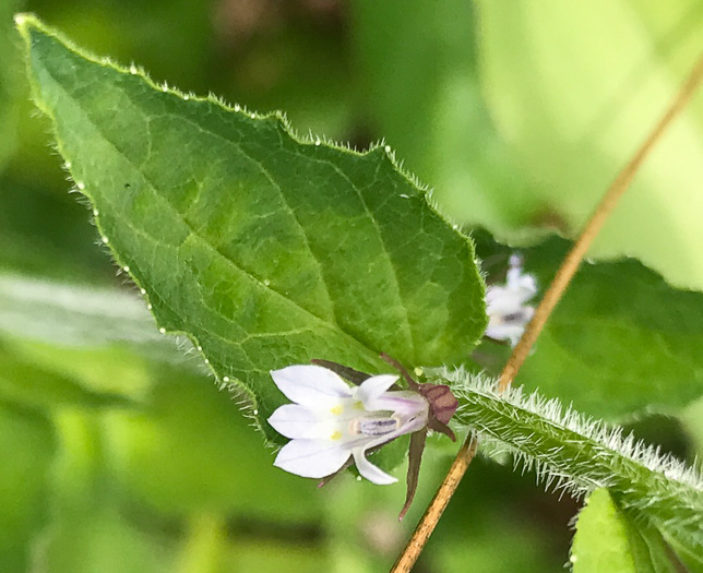 image of Lobelia inflata, Indian-tobacco, Pukeweed