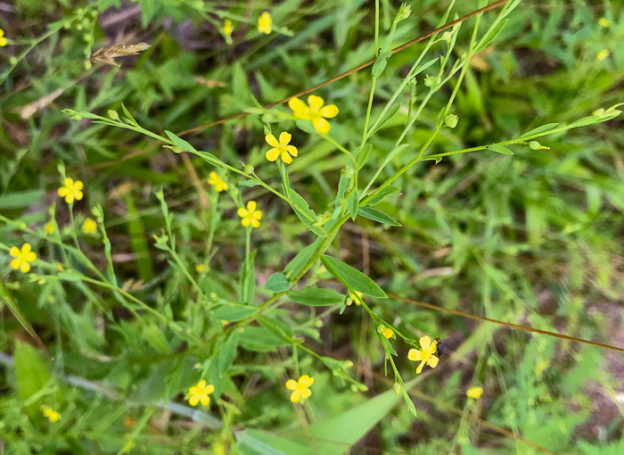 image of Linum striatum, Ridgestem Yellow Flax, Ridged Yellow Flax