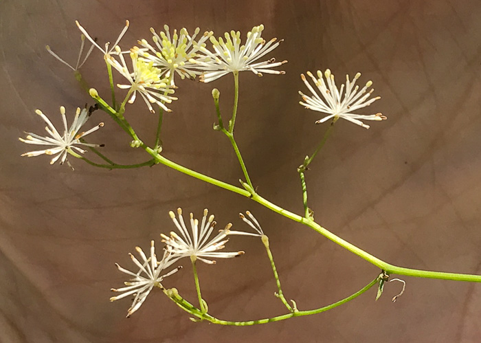 image of Thalictrum pubescens, Common Tall Meadowrue, King-of-the-meadow, Late Meadowrue