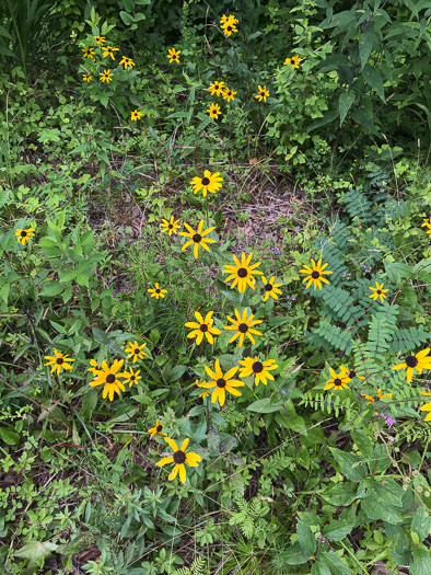 image of Rudbeckia fulgida, Common Eastern Coneflower, Orange Coneflower